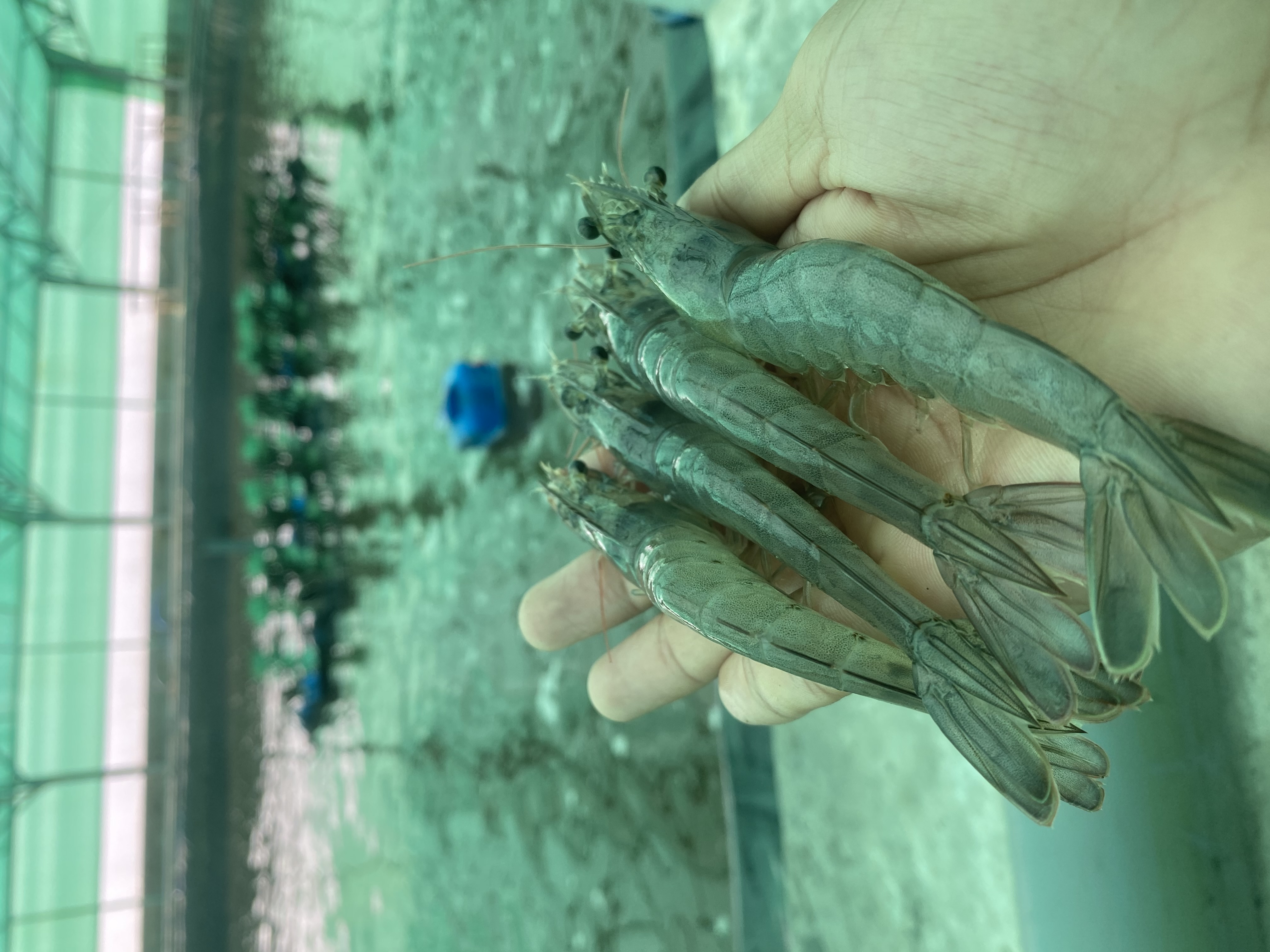 NGUYỄN TRƯỜNG THUẬN