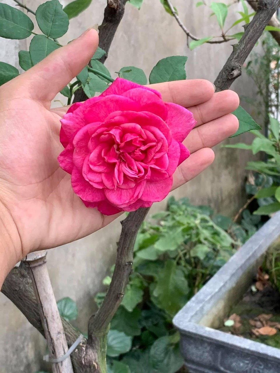 Nguyễn Thị Thu Huyền