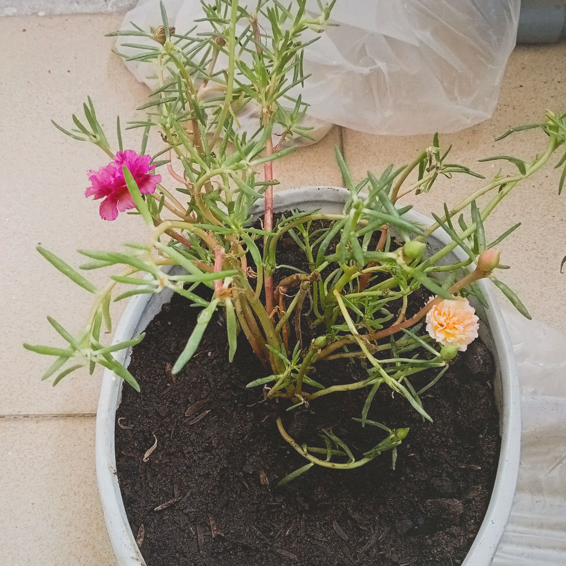 Dương Thị Kim Ngân