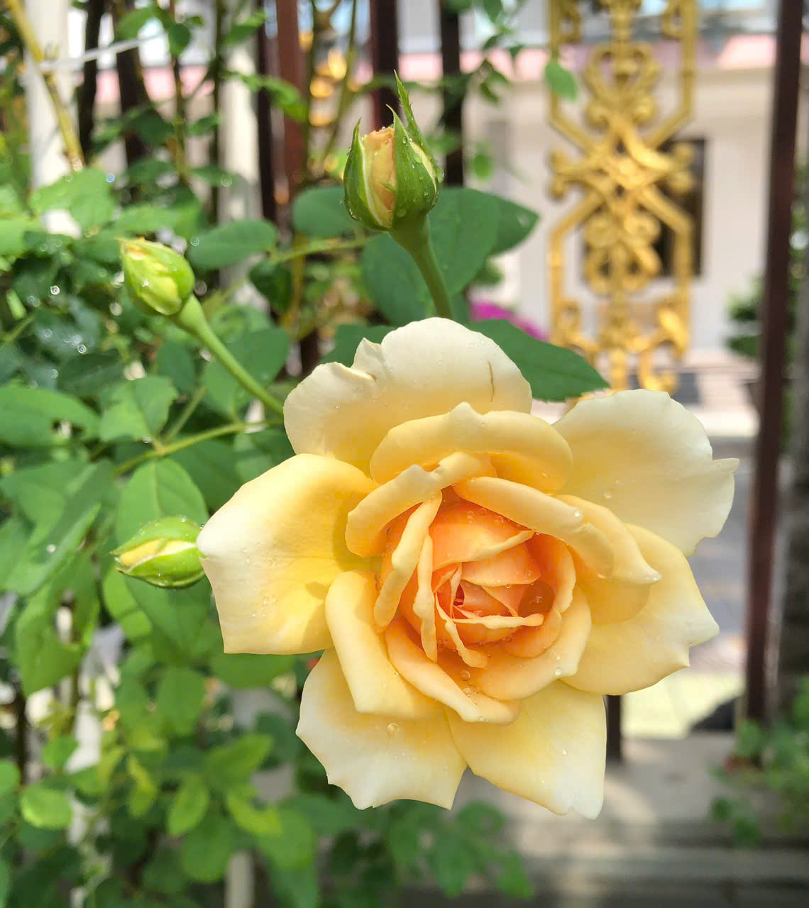 NGUYỄN THỊ HỒNG NHUNG