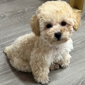 dương thị mai anh