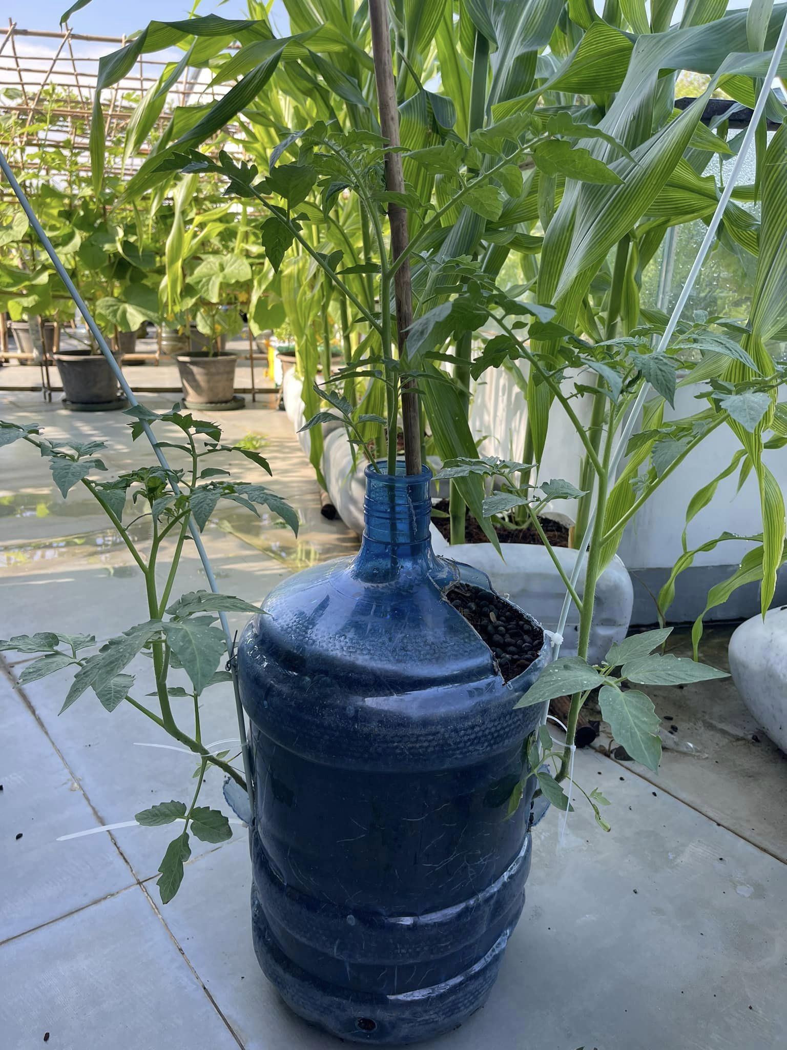 nGUYỄN hUỲNH HUYỀN TRANG阮黃玄庄