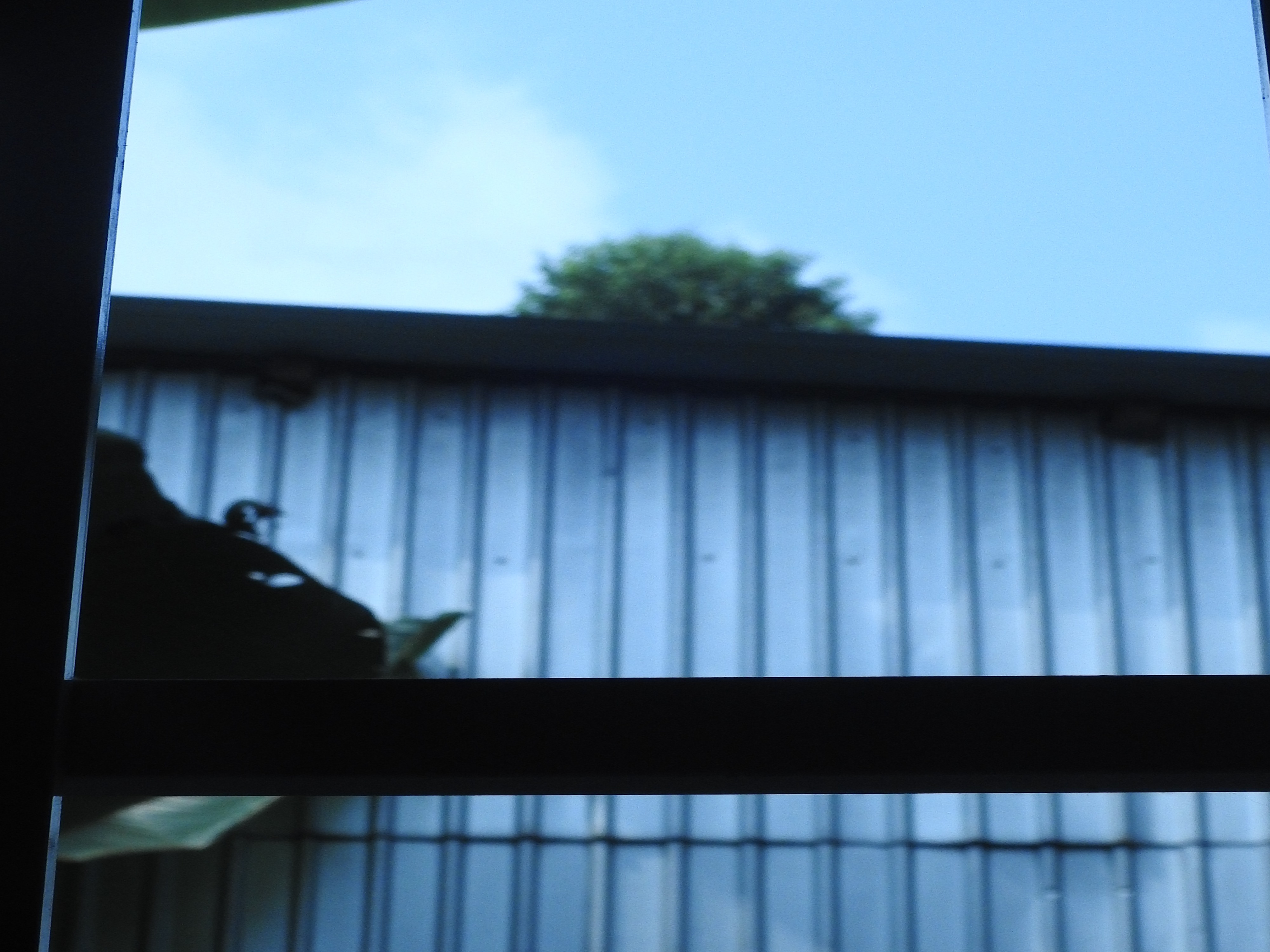 dương thị kim ngân