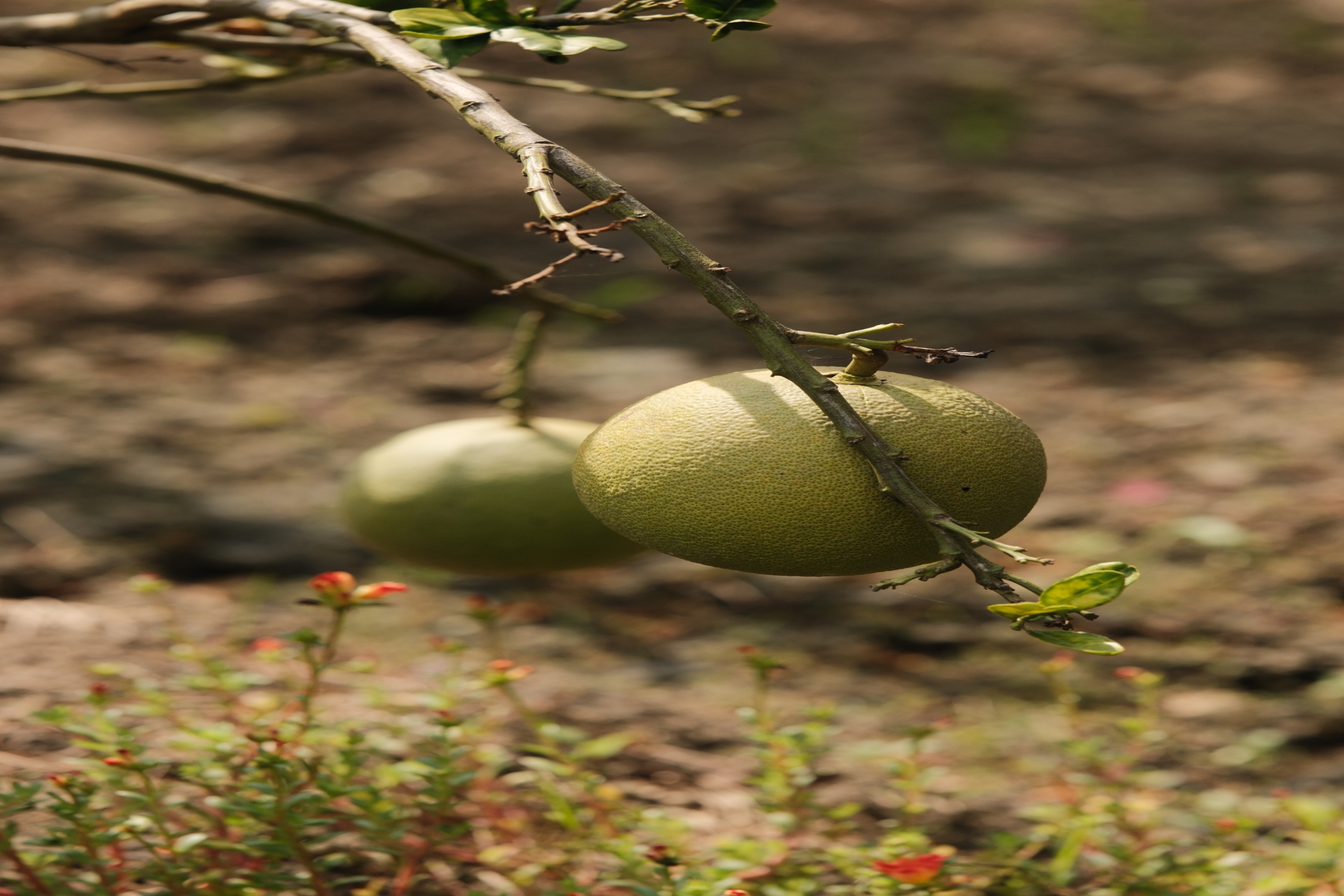 Trần Thị Anh Thư