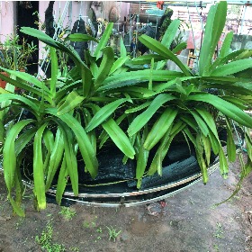 PHẠM NGỌC DUẨN