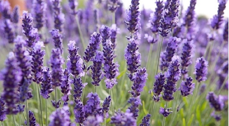 ĐOÀN THỊ BẠCH YẾN